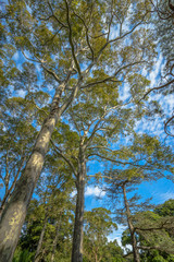 wide angle shot of Eucalyptus