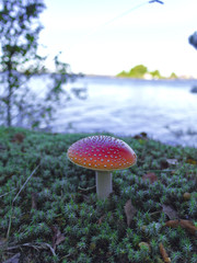 Lonely poisonous red mushroom by water.