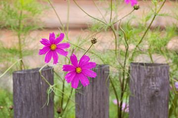 kwiaty przy płocie © elisabeth3