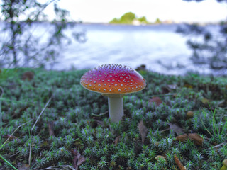Red poisonous mushroom by the sea. 