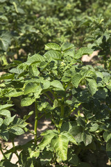 Obraz premium potato field, selective focus