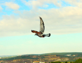 sehr schöne Brieftaube im Abendflug in Spanien