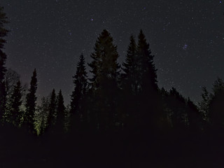 Fototapeta na wymiar Night time forest with starry sky. Natural poster.