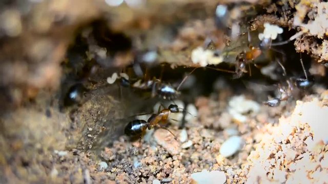 closeup of ants with larvae