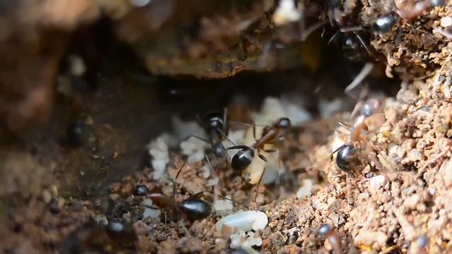 closeup of ants with larvae