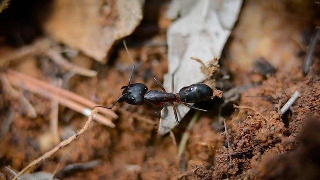 Macro footage of Ants at their nest