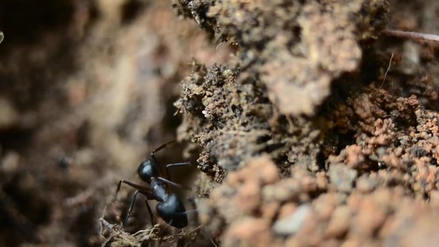 Macro footage of Ants at their nest