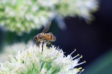bee on white flower collecting pollen
