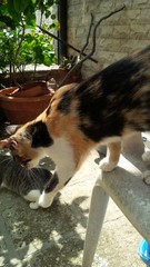 gatto pezzato che scende dalla sedia