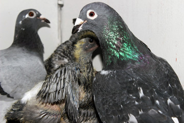 Brieftauben Brut