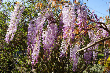 Wisteria in bloom