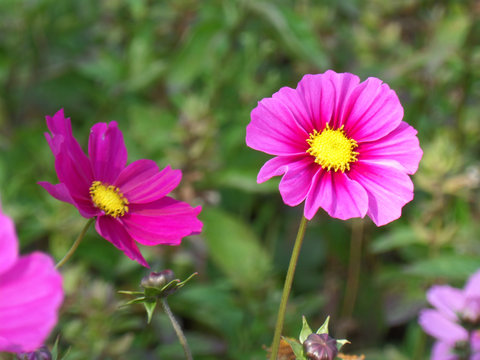 Two blooming vivid pink Mexican Aster flowers on the green grasses 
