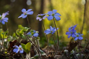 Голубые цветы на лесной поляне