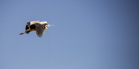 Ardea cinerea in flight.