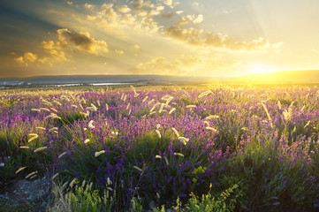 Obraz premium sunset on summer mountain meadow
