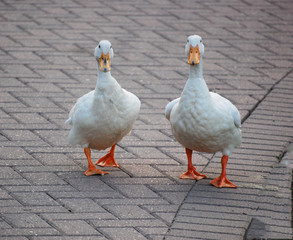 Ducks