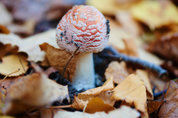 Mushroom grows from the ground covered with leaves closeup