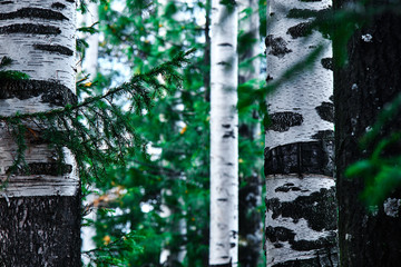 Trunks of birch trees in the forest