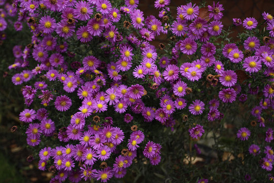 dużo kwiat&oacute;w - astry w ogrodzie