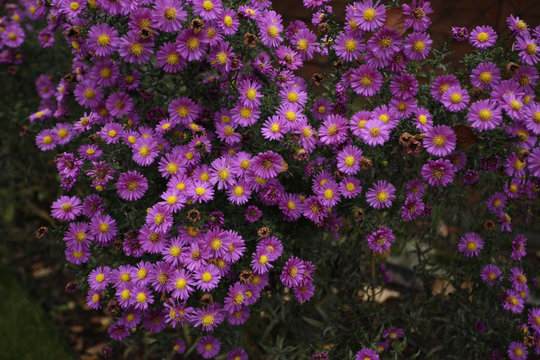 dużo kwiat&oacute;w - astry w ogrodzie