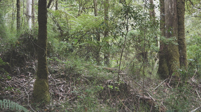 Gemäßigter Regenwald an der Great Ocean Road in Victoria, Australien
