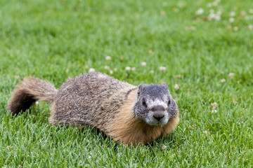 Hoary marmot (Marmota caligata) found in Alberta, Canada