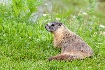 Naklejka na ściany i meble Hoary marmot (Marmota caligata) found in Alberta, Canada