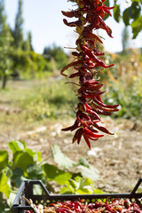 Red hot pepper under the sun