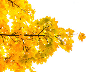 Autumn Fall Season Seasonal Leaves Changing Yellow Background De