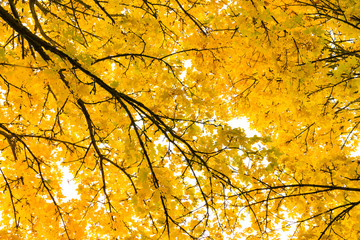 Autumn Fall Season Seasonal Leaves Changing Yellow Background De