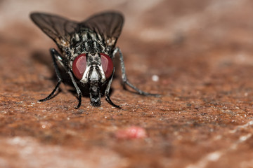 Housefly