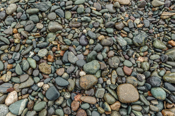 Мокрые камушки на берегу реки Катунь