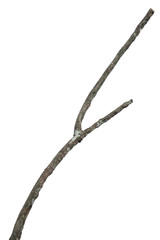 dry dead branch isolated on white background