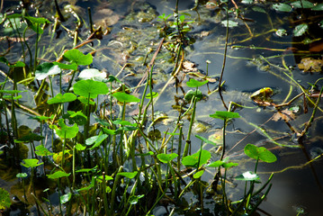 Lonely Tadpole