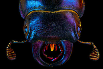 Extra-sharp portrait of the female european rhinoceros bug on the black background