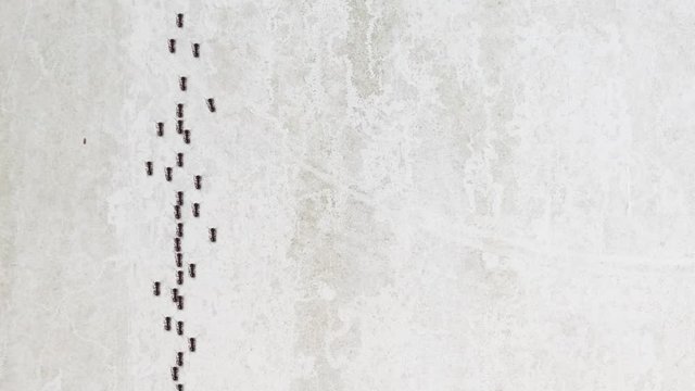 An army of ants climbing up a concrete wall with a corresponding alpha or matte clip so you can replace the background to suit.