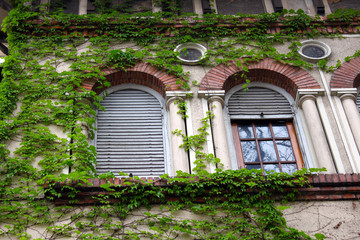 Barred windows with ivy