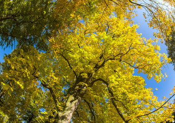 Kastanienbaum mit goldenen Blättern im Herbst
