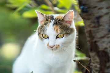 10月、まだ寒くなる前のミケっち