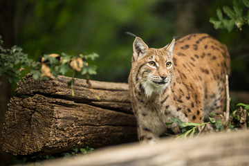 Naklejka premium Ryś euroazjatycki (Lynx lynx)