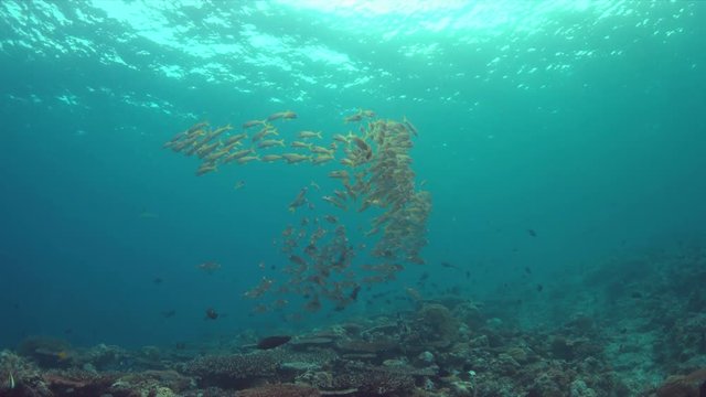 Colorful coral reef with a school of Yellowfin Goatfishes and Striped Large-eye Breams. 4k footage