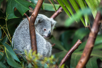 Naklejka premium Koala on a tree with bush green background