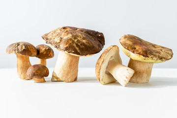 Mushrooms on white background