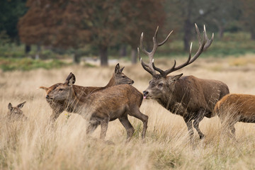 Obraz premium Red Deer, Deers, Cervus elaphus - Rut time.