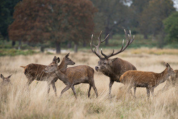 Red Deer, Deers, Cervus elaphus - Rut time.