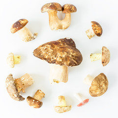 Mushrooms on white background