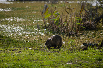 nutria