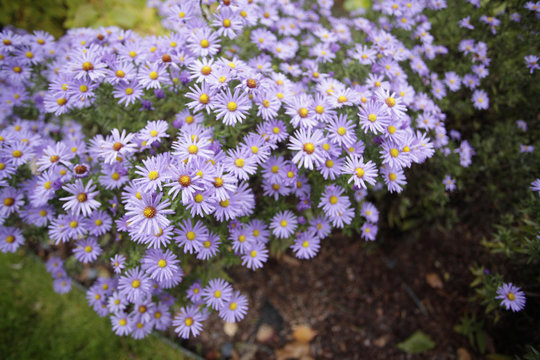 piękne kwiaty - astry w ogrodzie