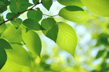桜の爽やかな青葉と木洩れ日　 

