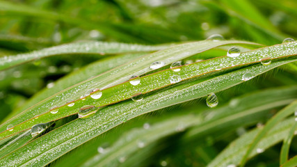 Drop of water on blade after rain,background